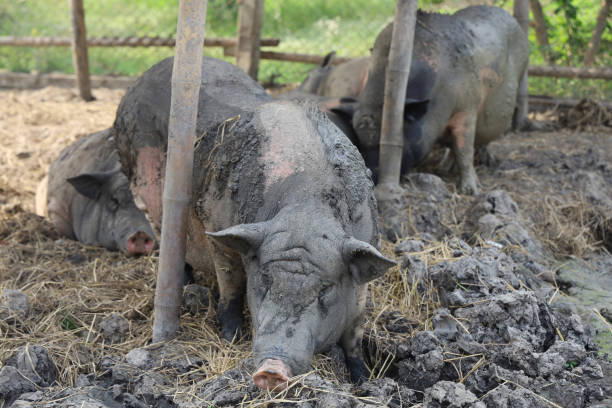 istock The Pig playing mud look like boar at farm 1485423842