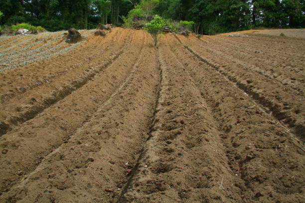 istock The plot of land is ready to be planted with vegetables 1485424934