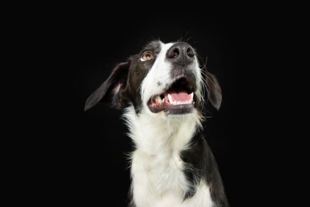 istock Hungry puppy dog looking up. Isolated on black background 1485425943