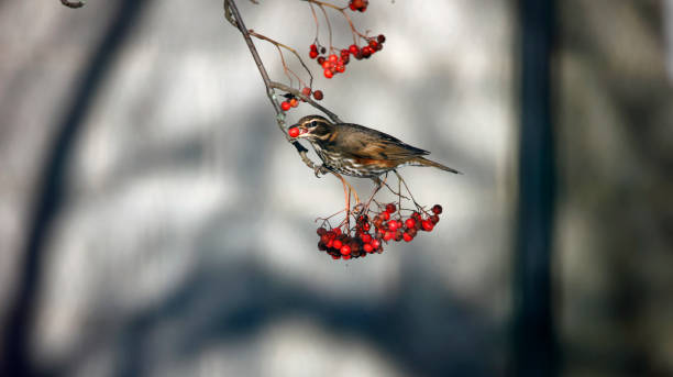 istock Redwings feeding on the winter rowan berries 1485426040