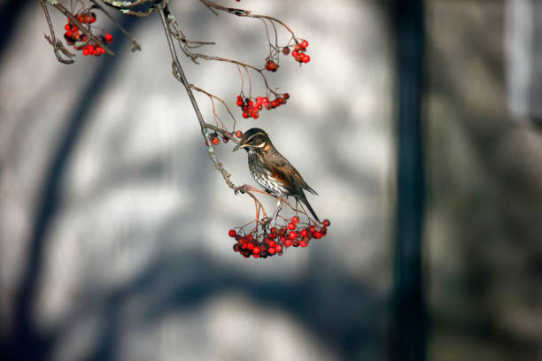 istock Redwings feeding on the winter rowan berries 1485426062