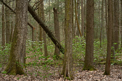 Ancient evergreen forest in spring (eastern white pines and eastern hemlocks) with shrub layer of blooming hobblebush (Viburnum lantanoides), Connecticut