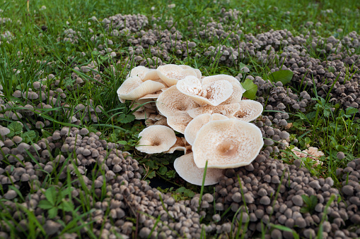 Selective focus on small mushrooms growing in the forest. Edible mushrooms close-up in the autumn forest. A culinary delicacy.