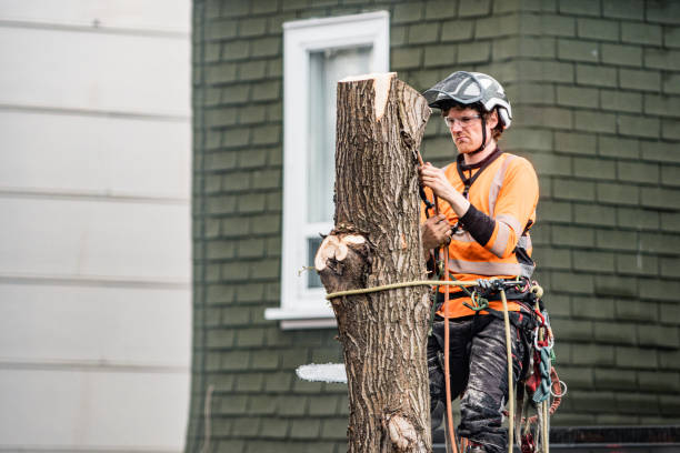 istock Young man climbing and cutting the tree in urban back yard 1485428820