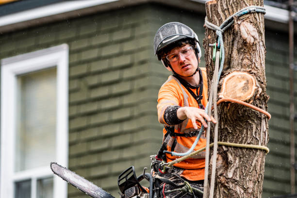 istock Young man climbing and cutting the tree in urban back yard 1485428936