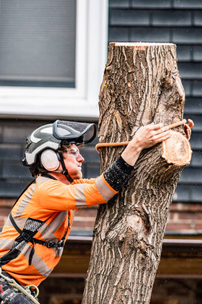 istock Young man climbing and cutting the tree in urban back yard 1485429020