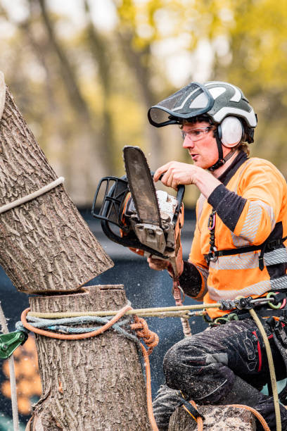 istock Young man climbing and cutting the tree in urban back yard 1485429185