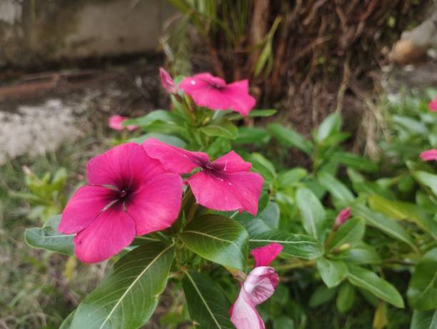 istock Tapak dara or catharanthus roseus 1485429596