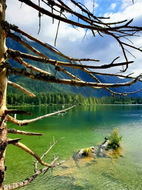 istock tree at Hintersee lake near Ramsau Berchtesgardener Alps 1485429641