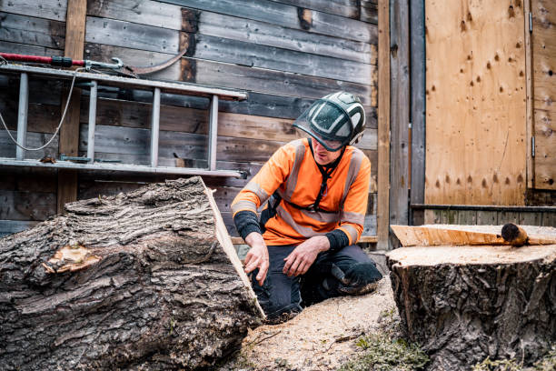 istock Young man  cutting the tree in urban back yard 1485429780