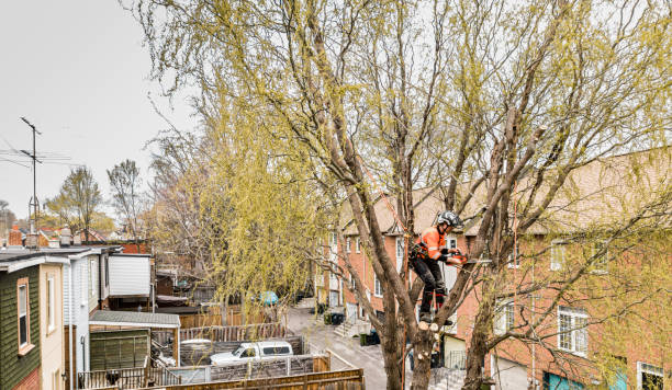 istock Young man climbing and cutting the tree in urban back yard 1485429941