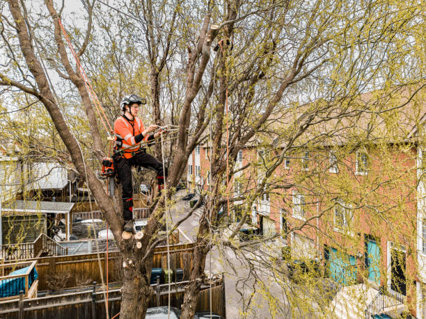 istock Young man climbing and cutting the tree in urban back yard 1485429965