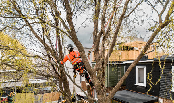 istock Young man climbing and cutting the tree in urban back yard 1485430002