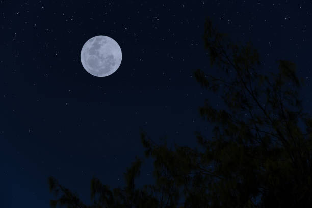 istock Full moon on sky with tree branch silhouette. 1485430300