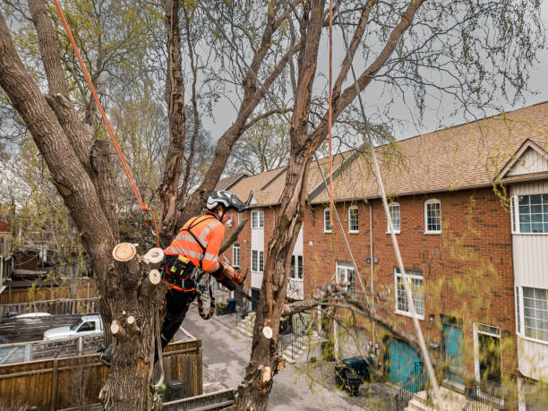istock Young man climbing and cutting the tree in urban back yard 1485430530