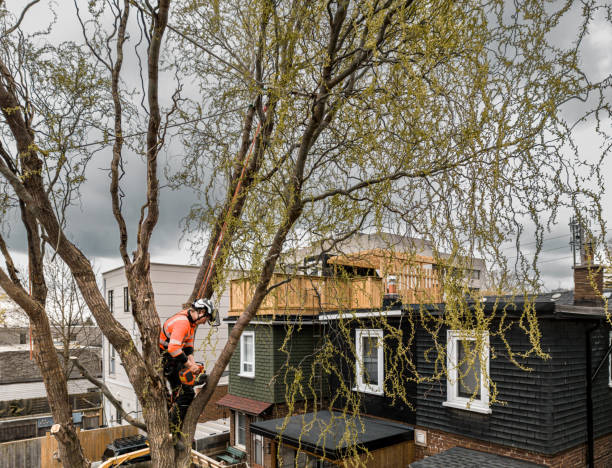 istock Young man climbing and cutting the tree in urban back yard 1485430548