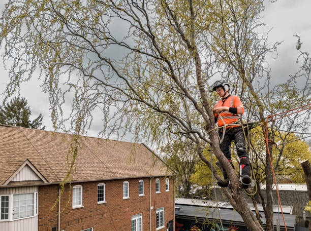 istock Young man climbing and cutting the tree in urban back yard 1485430571