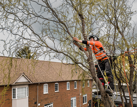 Young man climbing and cutting the tree in urban back yard. He is dressed in casual clothes and wearing full protection and climbing gear. Urban back alley back yard during the day in the spring.