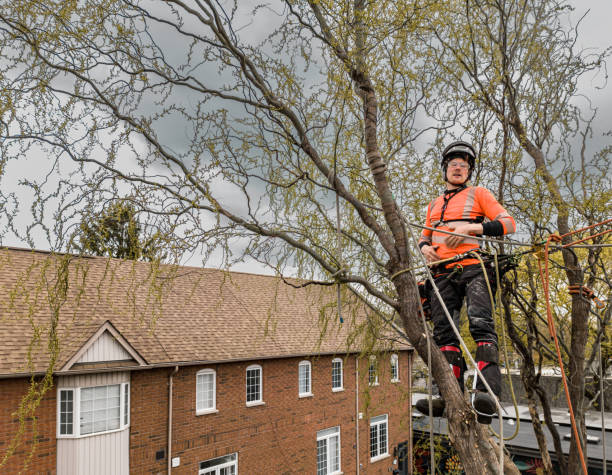 istock Young man climbing and cutting the tree in urban back yard 1485430593