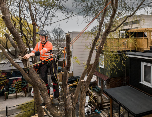 istock Young man climbing and cutting the tree in urban back yard 1485430612