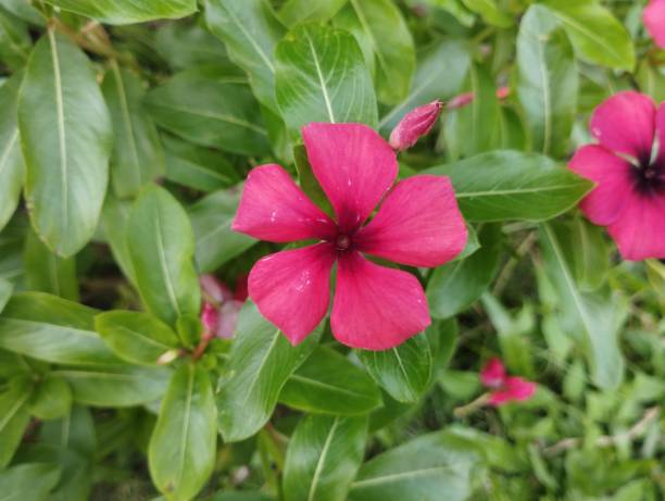 istock Tapak dara or catharanthus roseus 1485430615