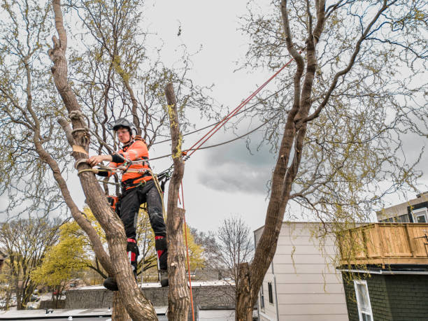 istock Young man climbing and cutting the tree in urban back yard 1485430630