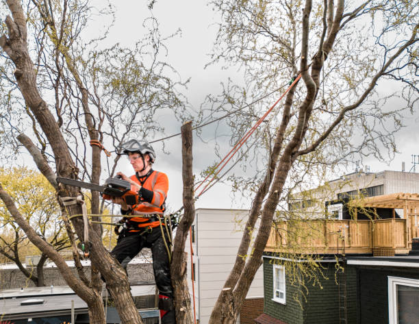 istock Young man climbing and cutting the tree in urban back yard 1485430631