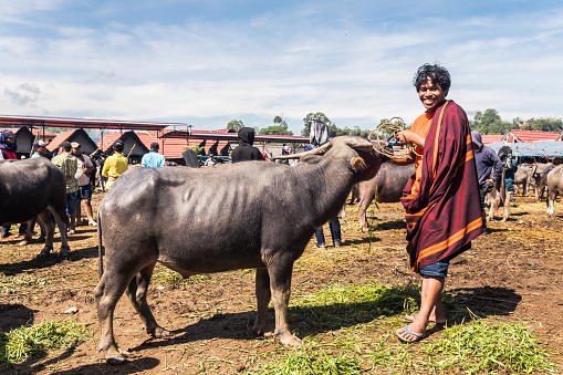rantepao, indonesia. 10th april, 2023: traders are exposing their buffalos at local market in rantepao city