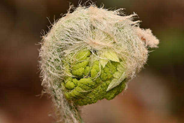 Fern growing in spring (Osmunda claytoniana or interrupted fern), Connecticut
