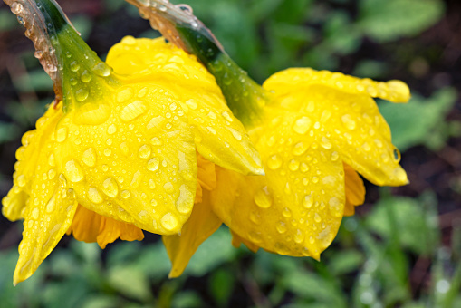 Raindrops on yellow petals of daffodils on a blurred background of a spring garden. Selective focus. Close-up.
