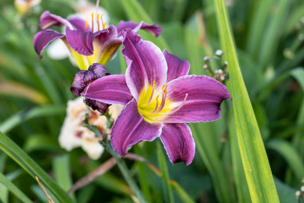 istock Purple and yellow daylily close-up 1485434661