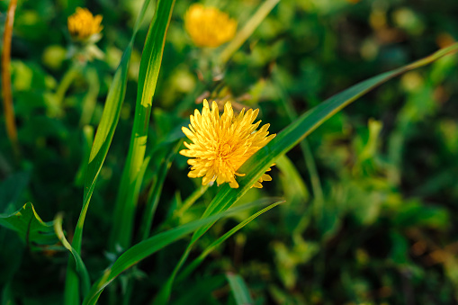 Beautiful yellow dandelion flowers in nature in warm summer or spring on meadow in sunlight, macro.