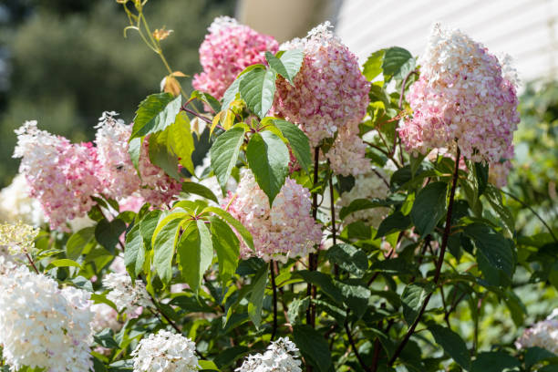 Hydrangea paniculata sort Limelight: hydrangea with green flowers blooms in the garden in summer stock photo