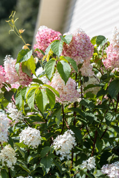 istock Hydrangea paniculata sort Limelight: hydrangea with green flowers blooms in the garden in summer 1485435791