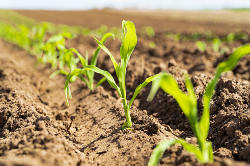 Closeup of green corn sprouts planted in neat rows. Green young corn maize plants growing from the soil.