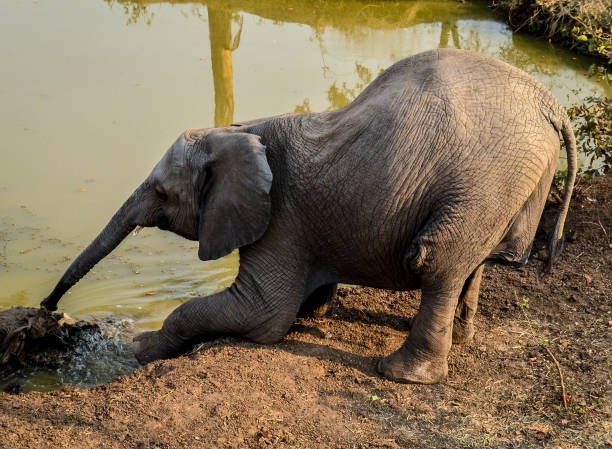 Baby elephant drinking water with its trunk stock photo