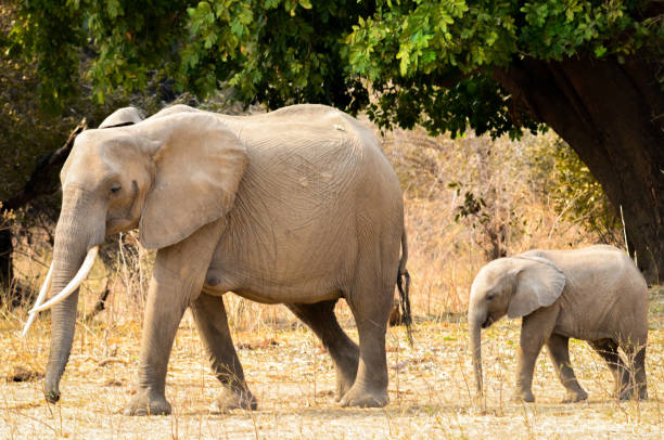 Mother and baby elephant in the wild stock photo