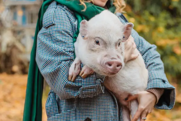 The girl in her arms holds a white mini-pig. High quality photo