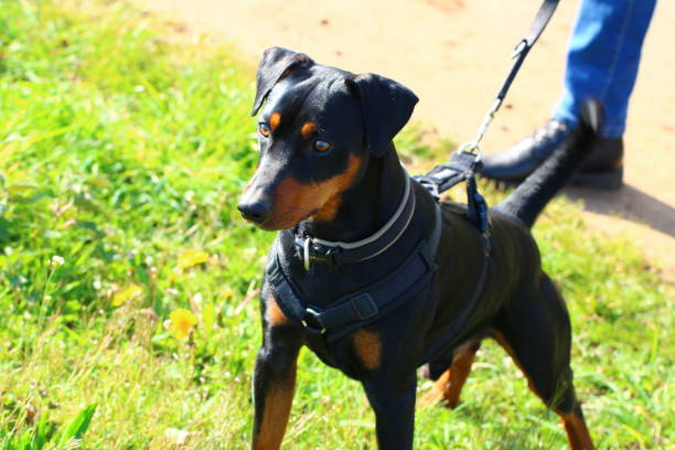 istock Male German Pinscher on a leash 1485438827