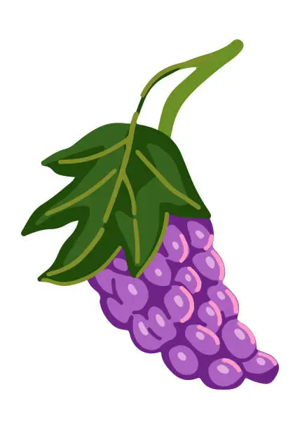 Vector illustration of Grape bunch clipart. Ripe fruit doodle isolated on white. Colored vector illustration in cartoon style.