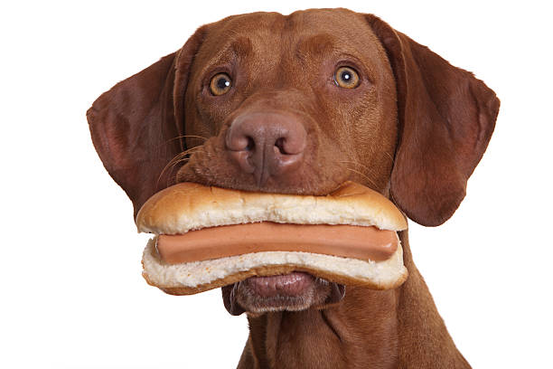 dog holding food in mouth stock photo