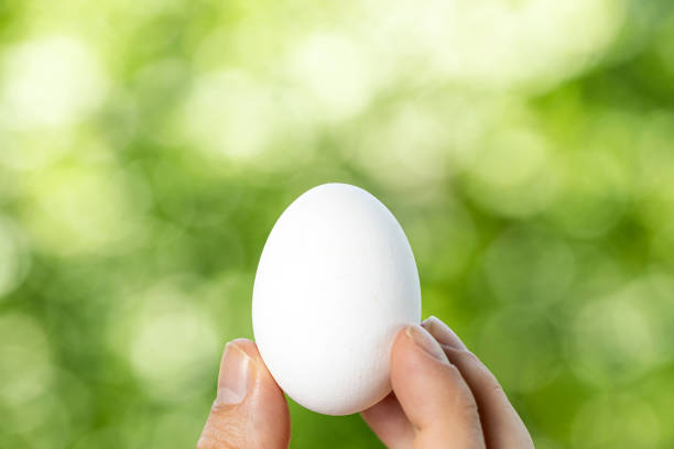 istock White organic chicken egg held by hand with defocused natural background. White free-range egg for a healthy lifestyle. Eggs to cook natural for a balanced diet 1485440488