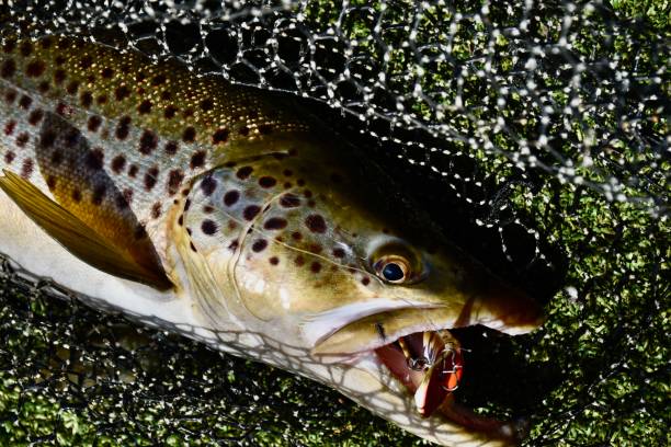 istock Muskegon R Trout 1485441017