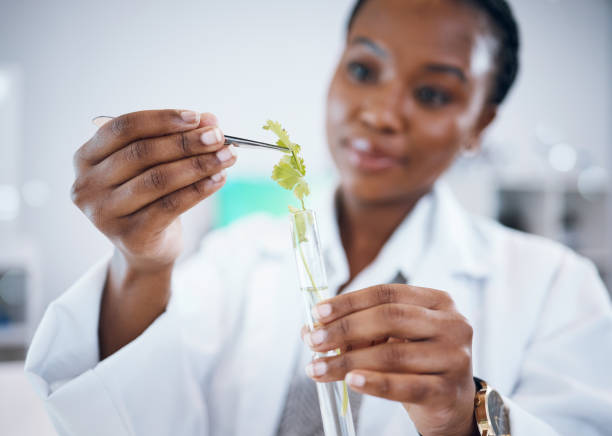 黒人女性、研究所での医学、植物試験、分析、医学。女性、医師、科学者は、生態学、医療、将来の発展のために職場で農業を手作業で研究します - agriculture research science biology ストックフォトと画像