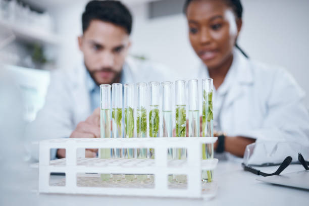 Plant samples, science test tubes and lab workers in a agriculture facility doing research. Laboratory teamwork, ecology innovation and sustainable growth study with scientists working with leaf muestras de plantas, tubos de ensayo científicos y trabajadores de laboratorio en una instalación agrícola que investigan. trabajo en equipo de laboratorio, innovación ecológica y estudio de crecimiento sostenible con científicos que trabajan con hoj