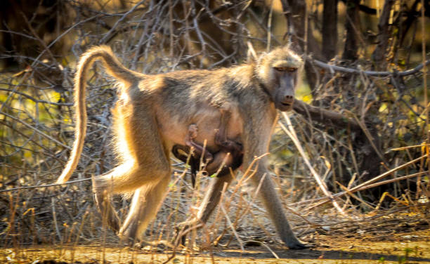 Mother baboon carries her baby on her stomach stock photo