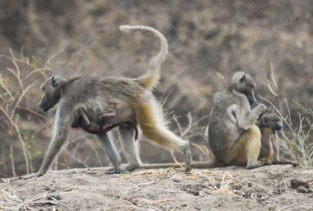 Mother baboon carries her baby while other baboon grooms its young stock photo