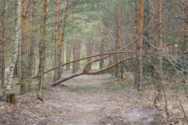 istock one broken brown pine tree fell on a gray sand road among trees 1485443390