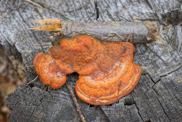 istock one red tree fungus lichen on a branch 1485443479