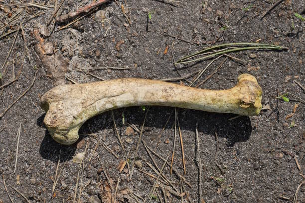 istock one old animal bone lies on the gray ground 1485443527